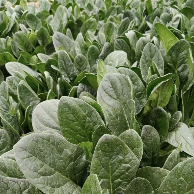 黑美人菠菜种子中熟黑绿圆叶菠菜种籽春秋季耐寒耐抽苔菠菜种