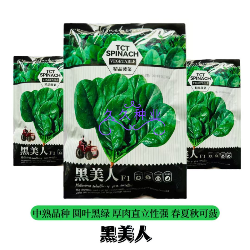 黑美人菠菜种子中熟黑绿圆叶菠菜种籽春秋季耐寒耐抽苔菠菜种