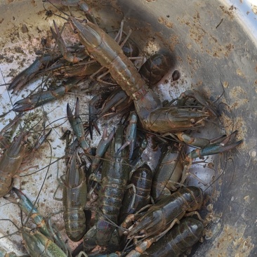 水产澳洲蓝龙虾