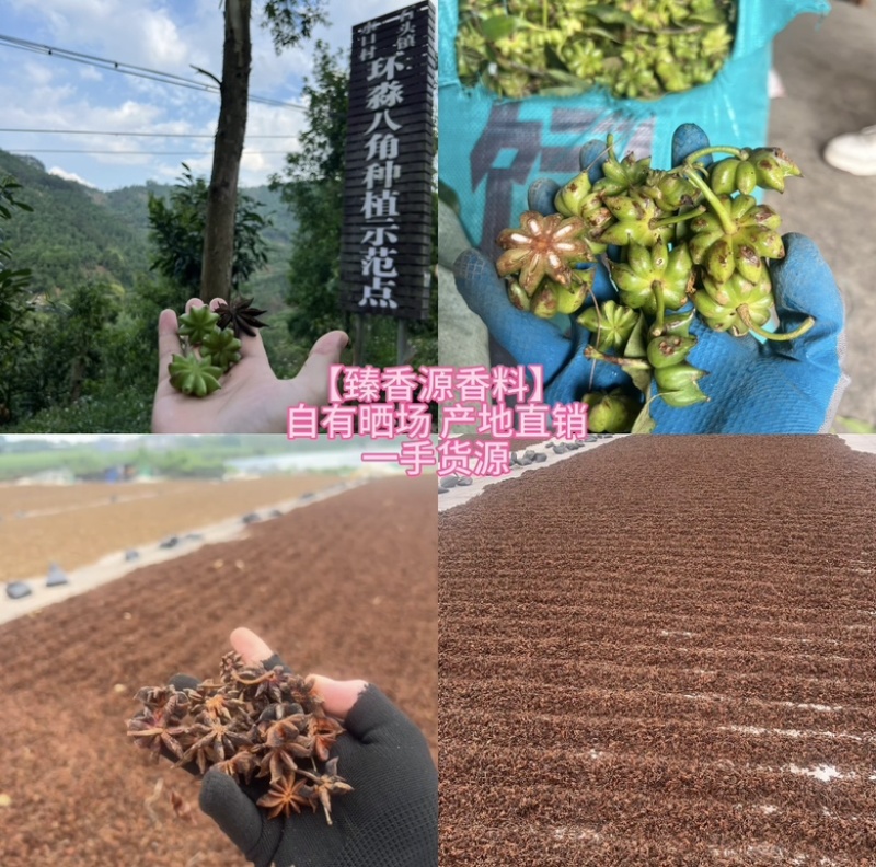 【广西玉林】大红八角八角足干无硫一手货源产地直发