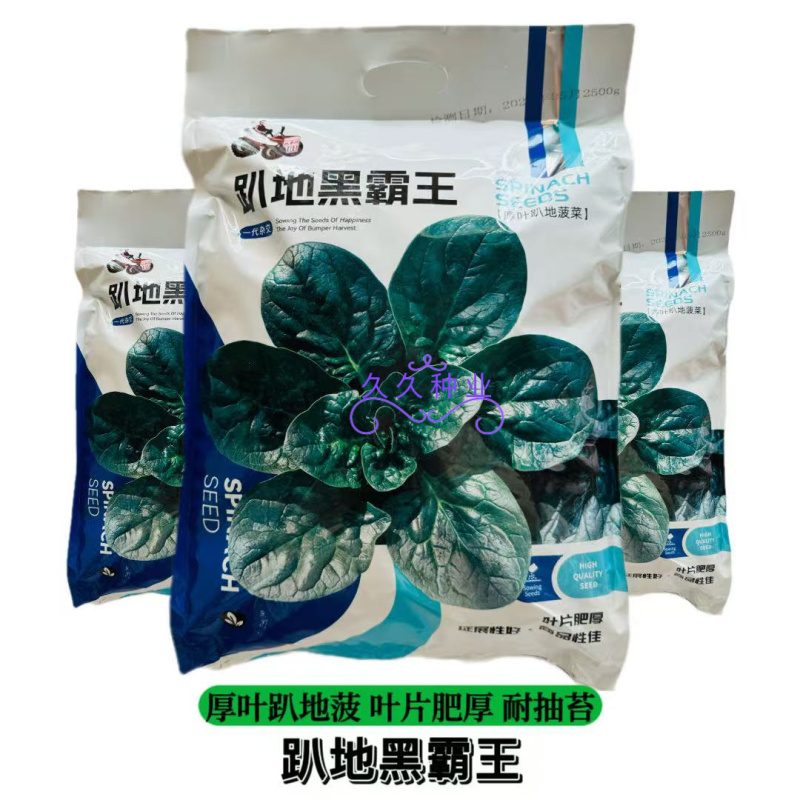 趴地黑霸王菠菜种子踏地菠菜种籽春秋冬季耐寒蔬菜越冬波菠菜