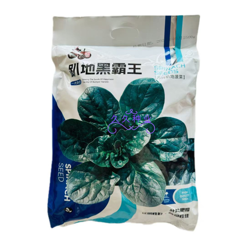 趴地黑霸王菠菜种子踏地菠菜种籽春秋冬季耐寒蔬菜越冬波菠菜
