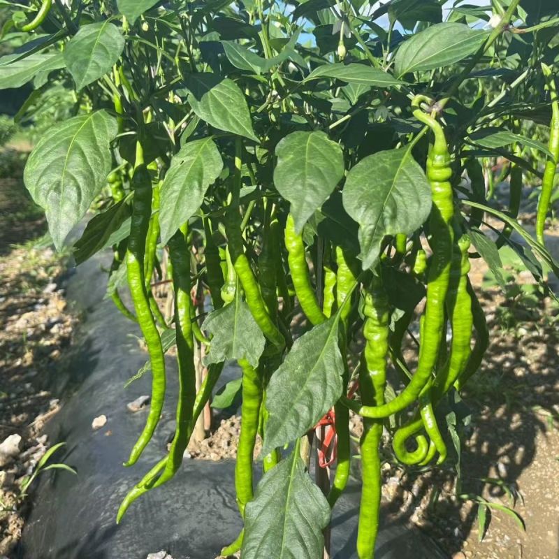 小赛道辣椒螺丝椒种子皮薄香辣膨果快春冬四季播高产抗病辣椒