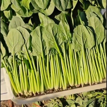 菠菜山东惠民万亩菠菜种植基地规格齐全代发全国！