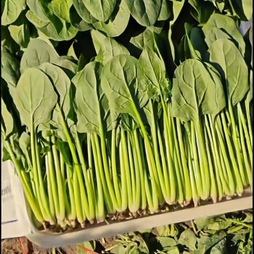 菠菜山东惠民万亩菠菜种植基地规格齐全代发全国！