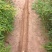 九斤黄山药