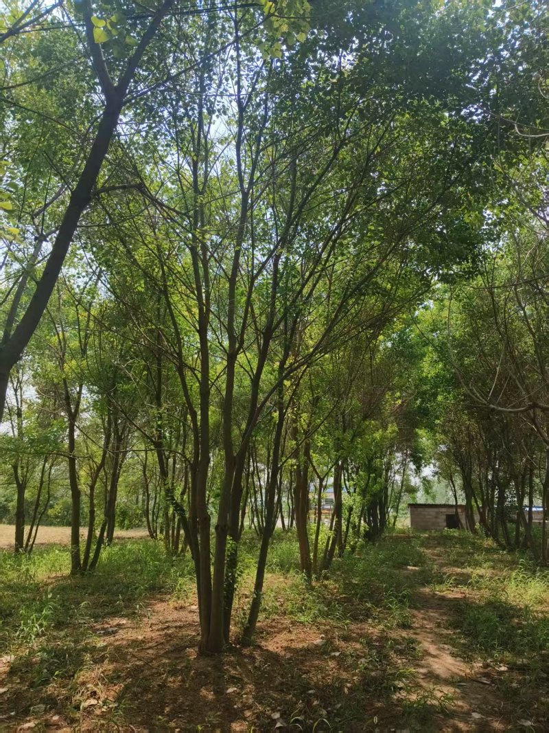 丛生乌桕树，乌桕树，工程绿化树木，精品丛生乌桕批发