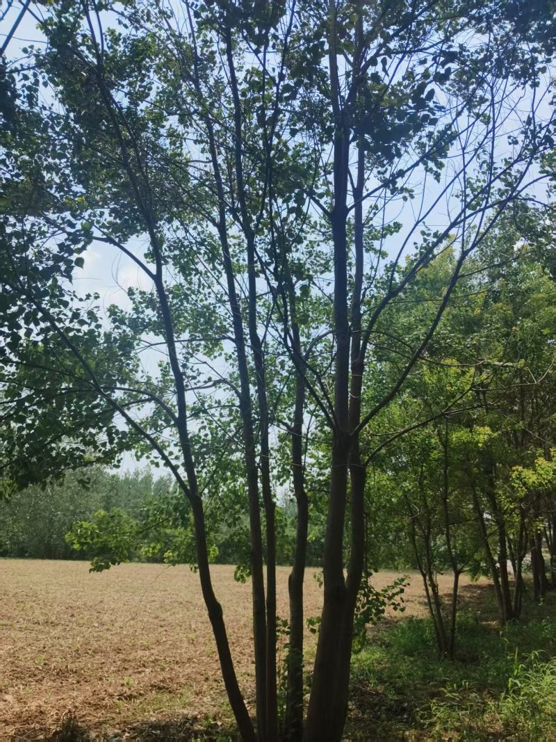 丛生乌桕树，乌桕树，工程绿化树木，精品丛生乌桕批发
