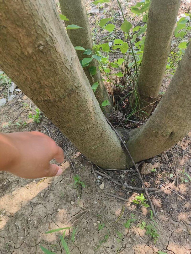 丛生乌桕树，乌桕树，工程绿化树木，精品丛生乌桕批发