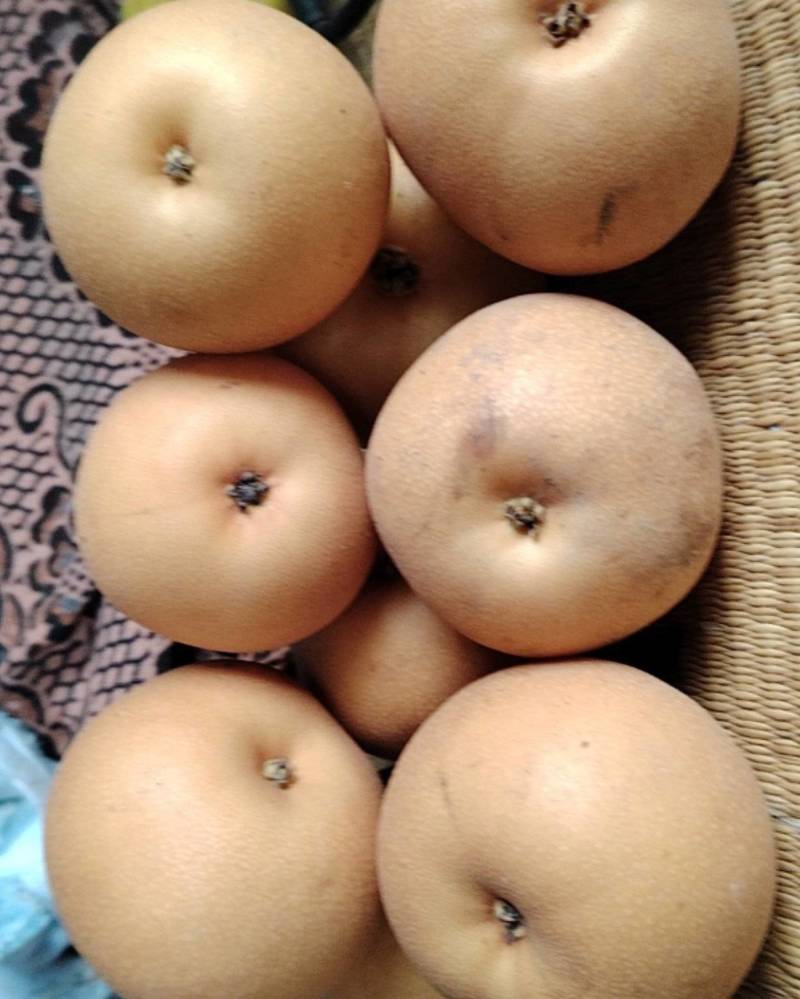 秋月梨，