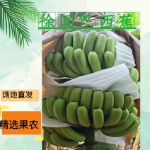 徐闻巴西香蕉原产地直发一条龙服务支持远程视频