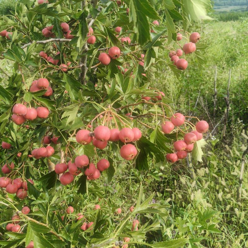 甜红子山楂大量上市***********