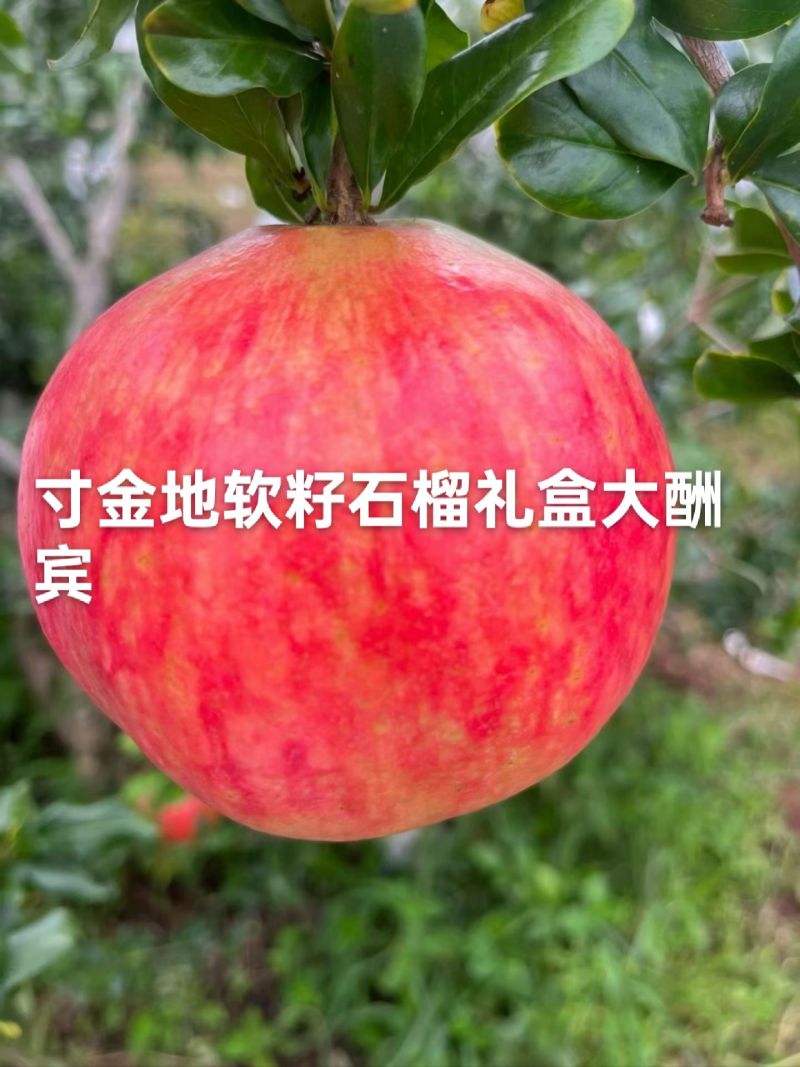 寸金地软籽石榴礼盒，大量，品种齐全欢迎光临