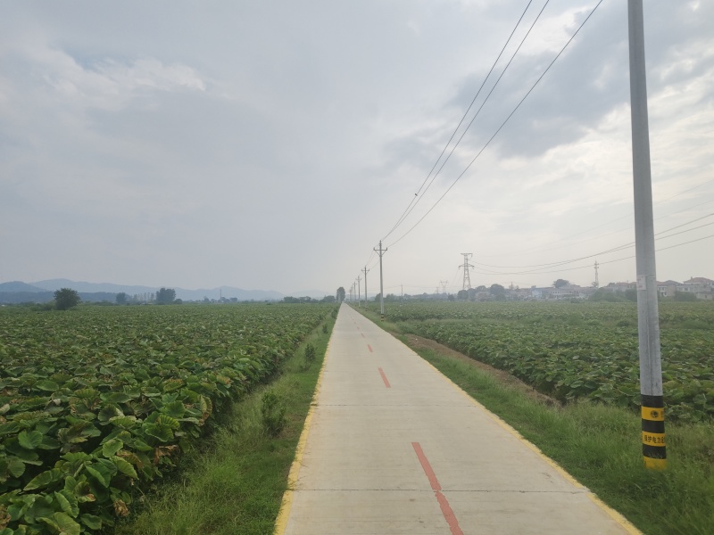 2000亩香芋，起批20亩，亩产3000斤左右
