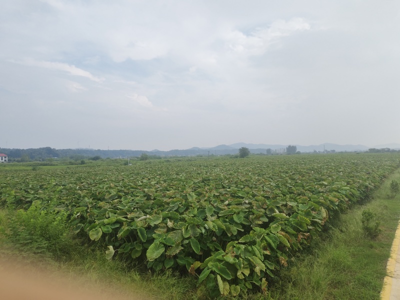 2000亩香芋，起批20亩，亩产3000斤左右