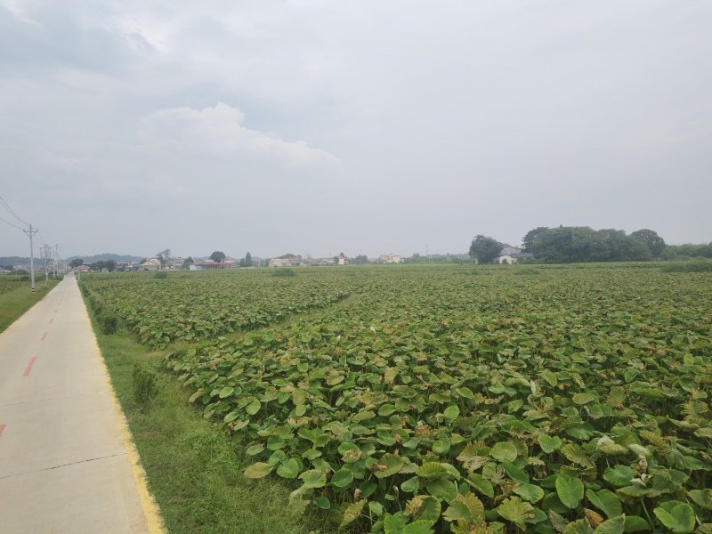 2000亩香芋，起批20亩，亩产3000斤左右