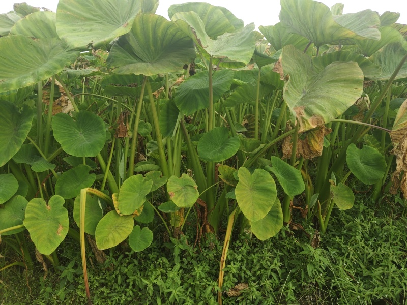 2000亩香芋，起批20亩，亩产3000斤左右