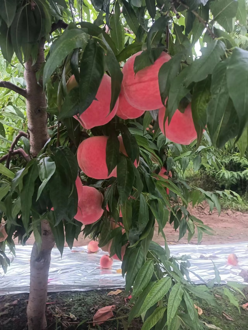 中秋王