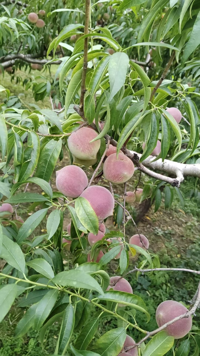 高山水蜜桃批发！全国发货！