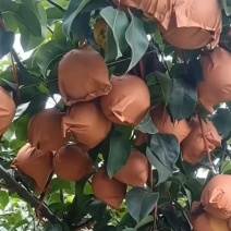 晚秋黄梨