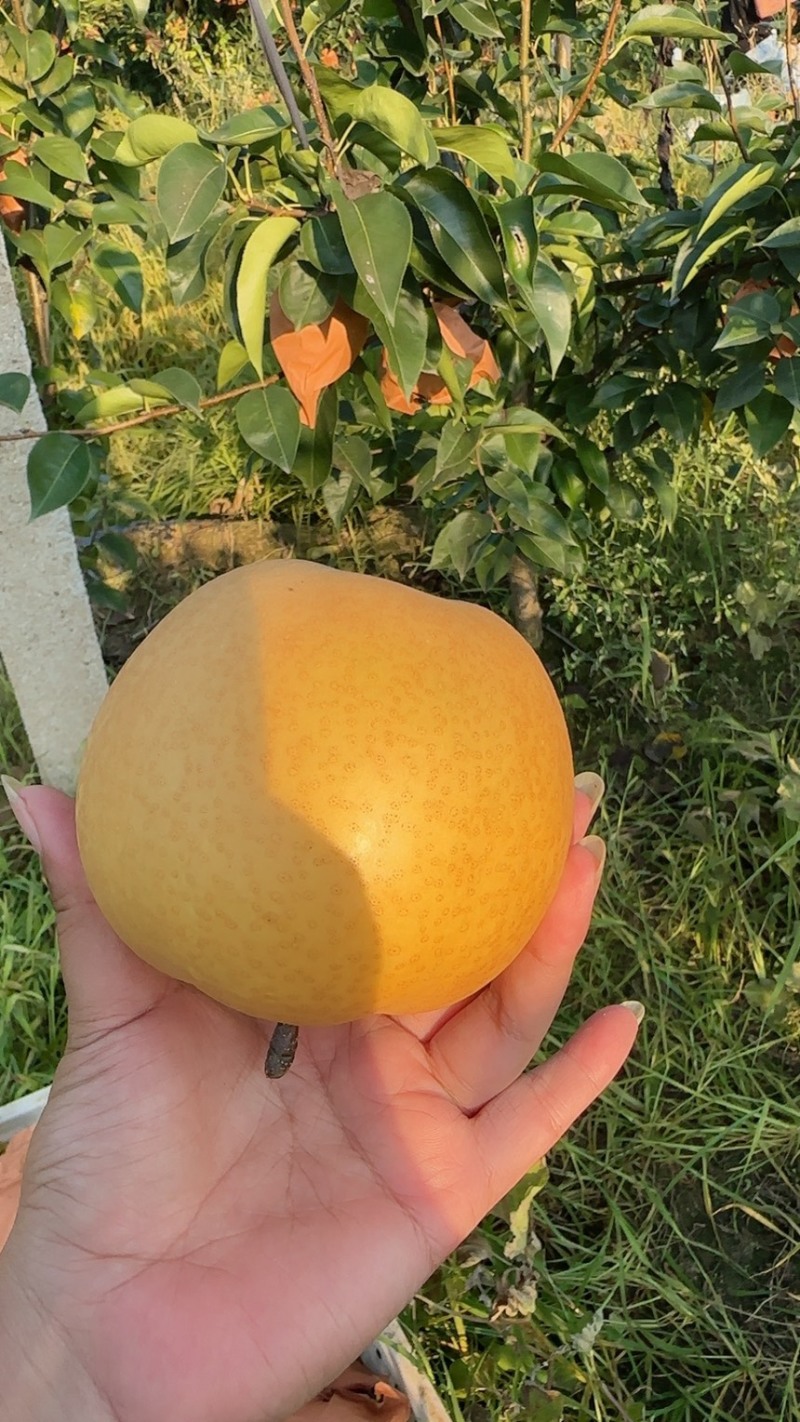 晚秋黄梨