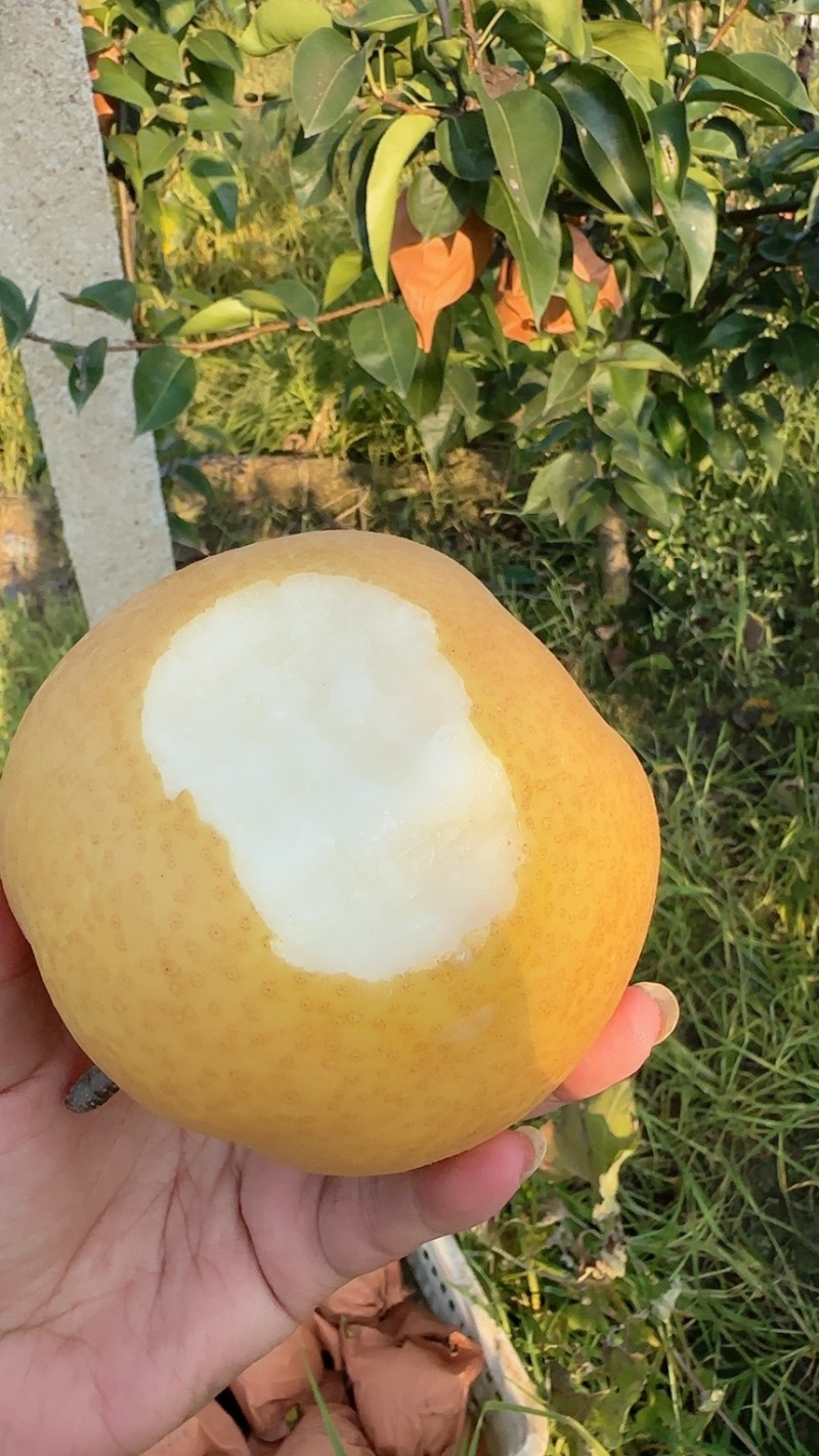 晚秋黄梨