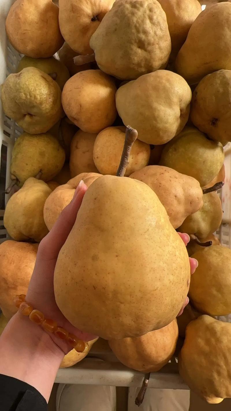丑梨大量现货