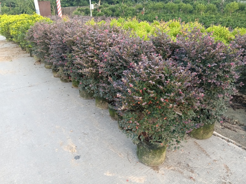 红继木/红继木球