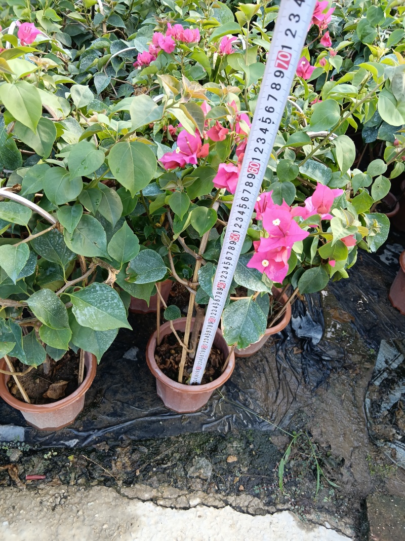 三角梅/三角梅基地直销
