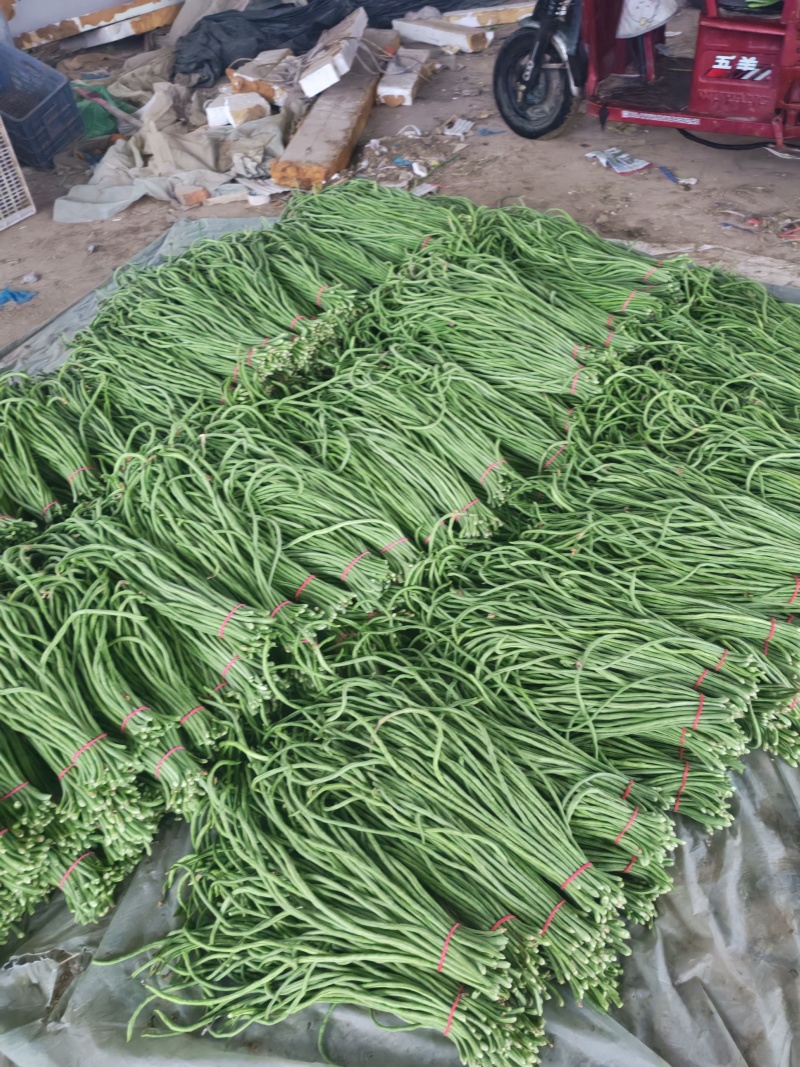 精品青条长豆角，质量好无虫眼，货源充足，欢迎各地老板下单