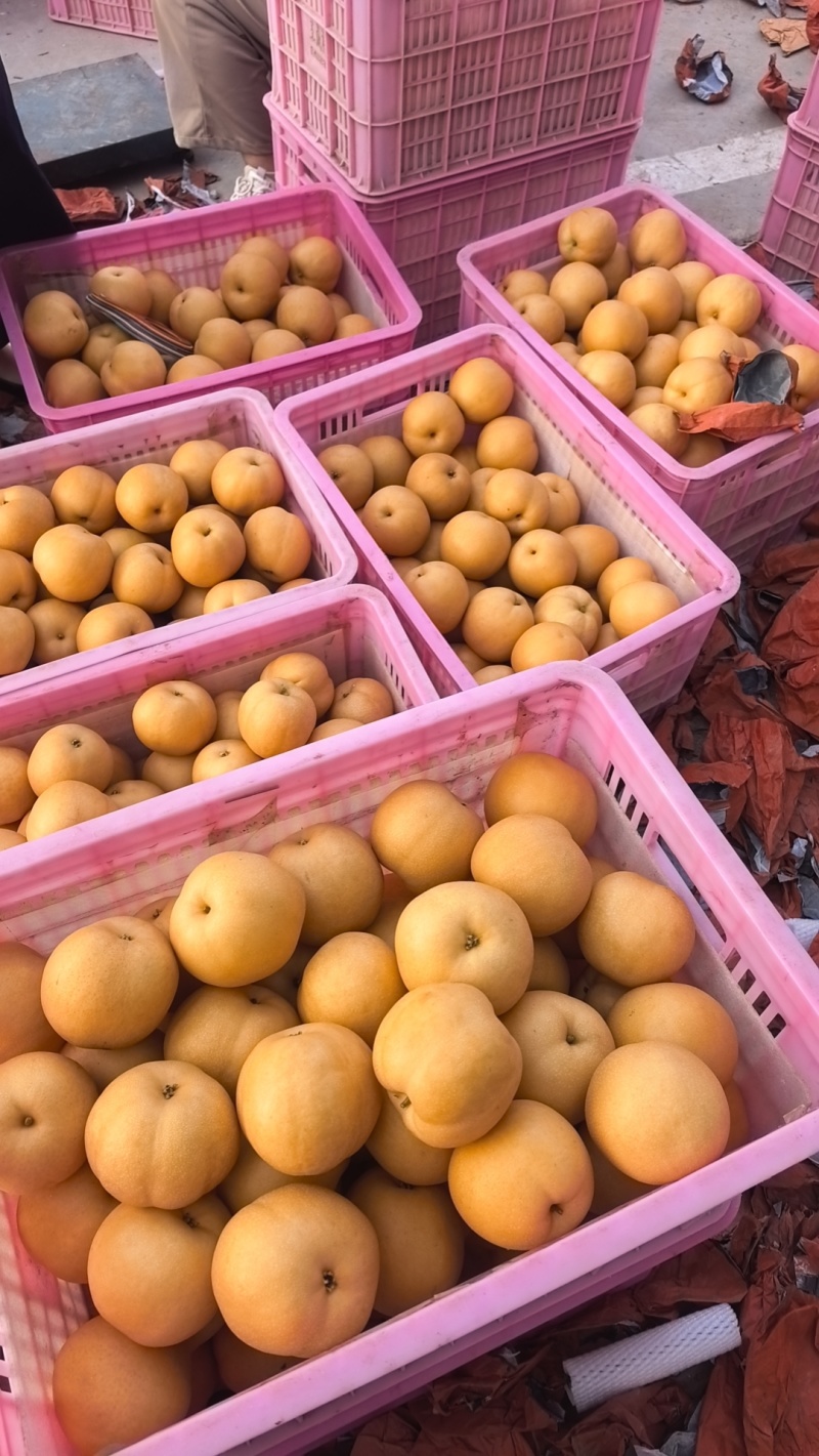 秋月梨，小果