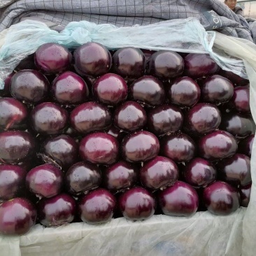 河南精品紫光圆茄产地发货一手货源批发品质保证价格美丽