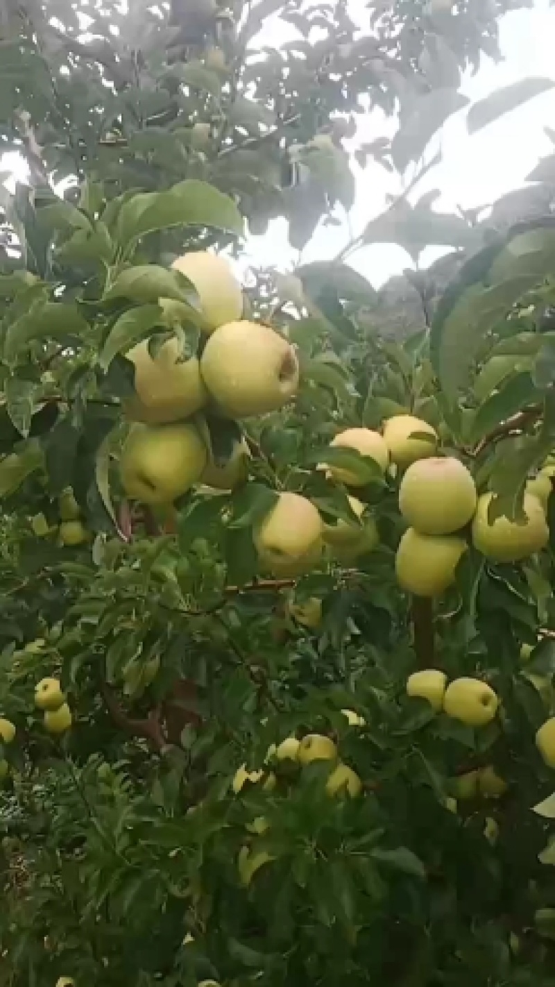 高原金冠，好吃不贵