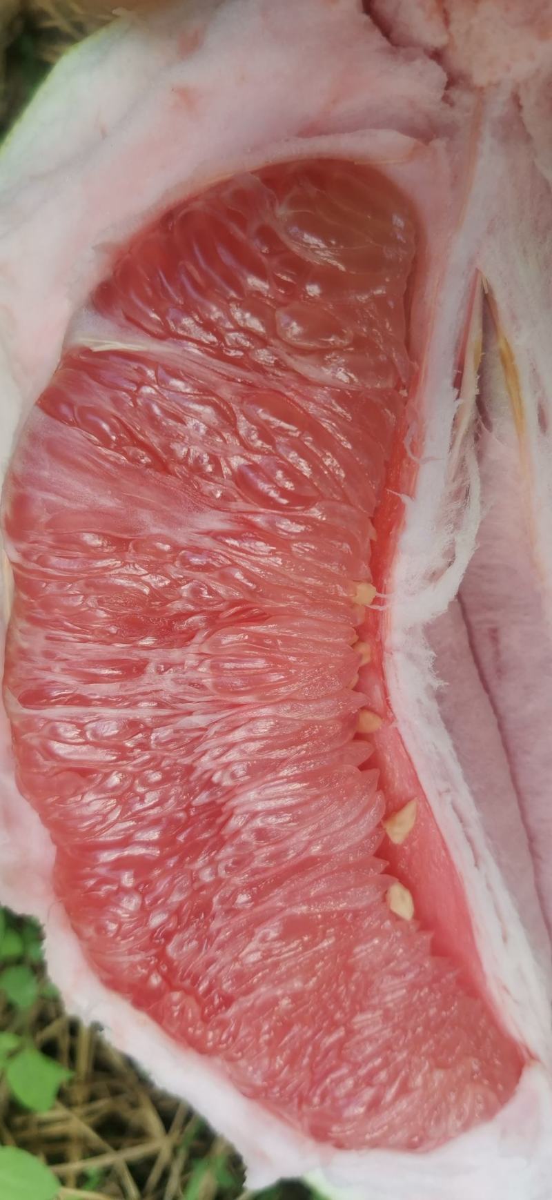 三红蜜柚