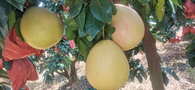 三红蜜柚
