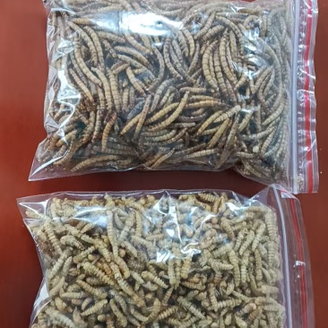 黄粉虫