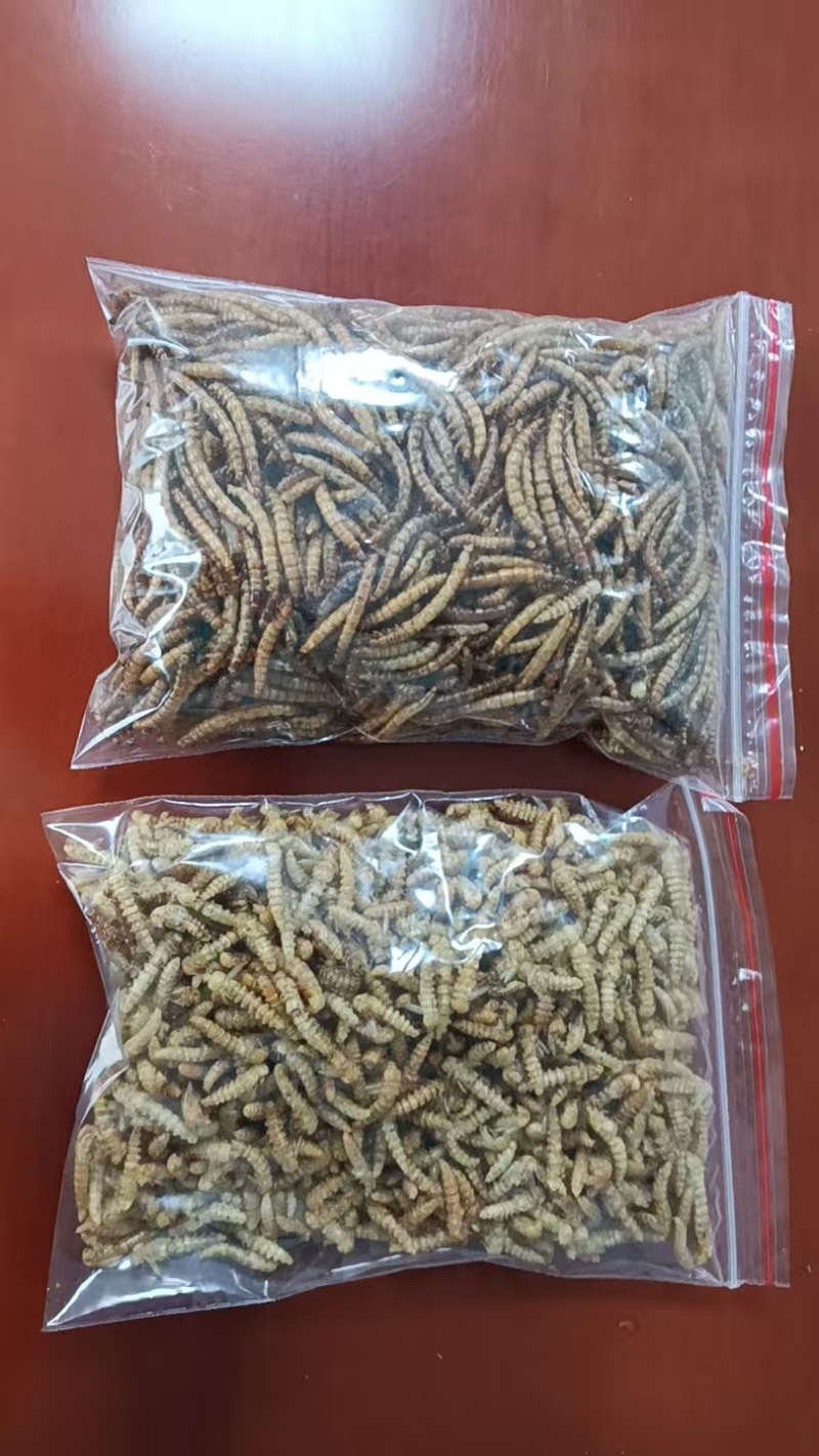 黄粉虫