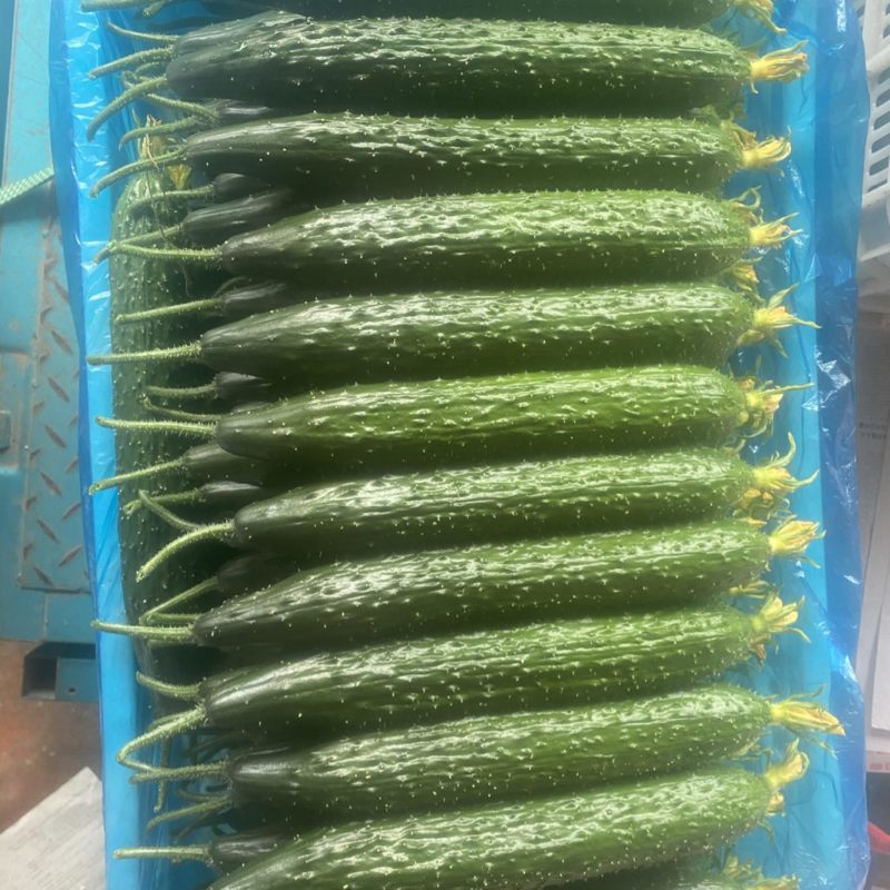 大量食堂电商青瓜，黄瓜，干花密刺黄瓜，各种规格都有