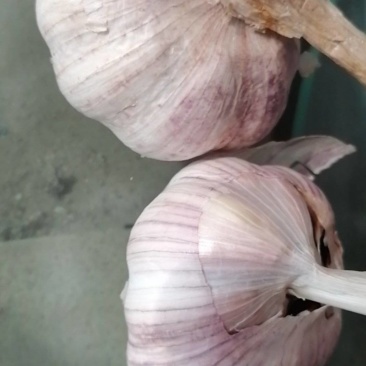 红皮大蒜