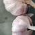 红皮大蒜