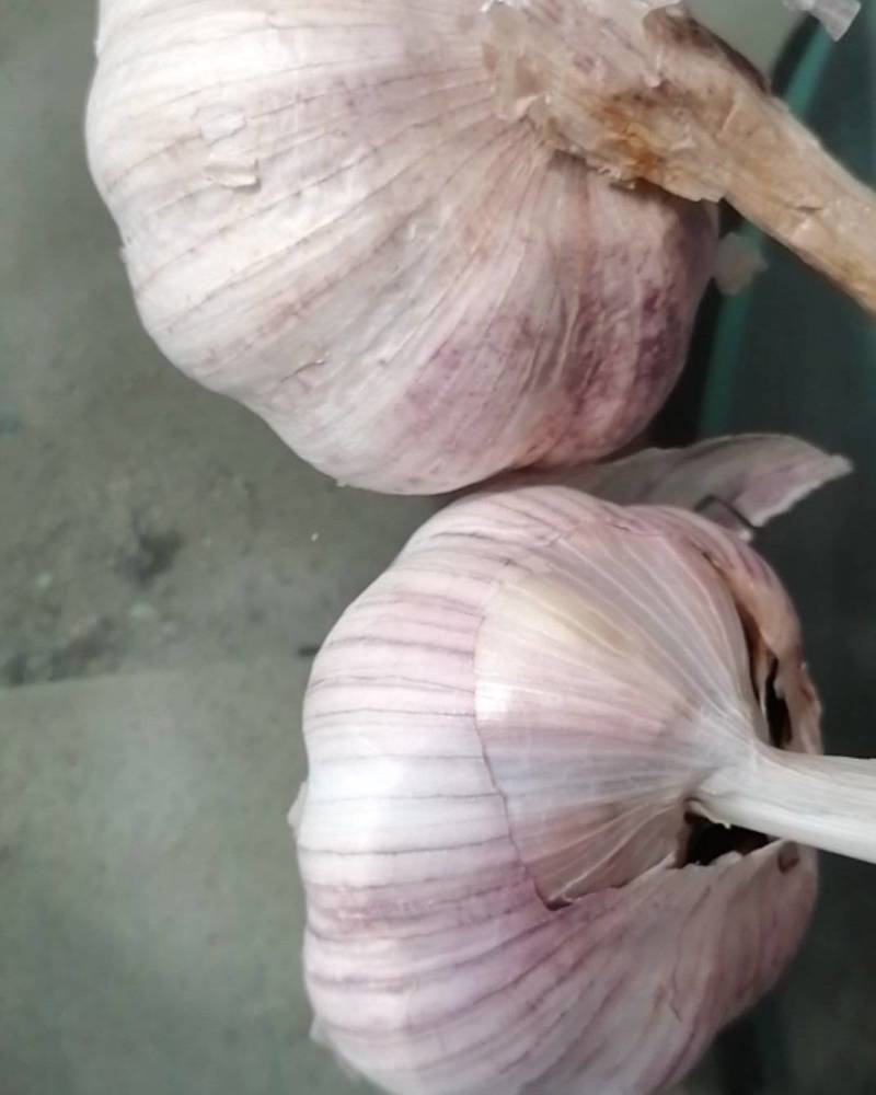 红皮大蒜
