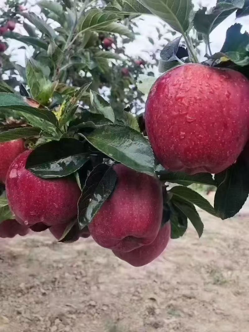 常年做天水花牛苹果的销售工作。产地供货。货源充足。