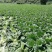 马栏精品大白菜