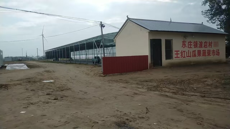 河南省内黄尖椒螺丝椒线椒黑皮椒各种辣椒大量上市