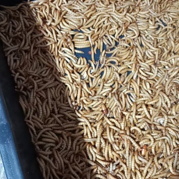 黄粉虫