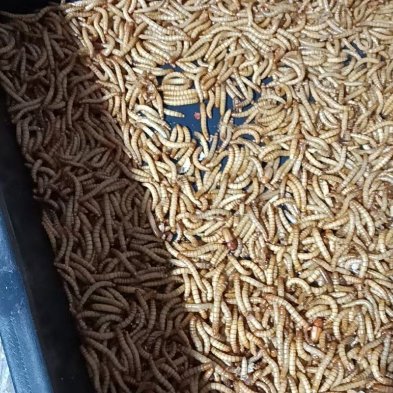 黄粉虫