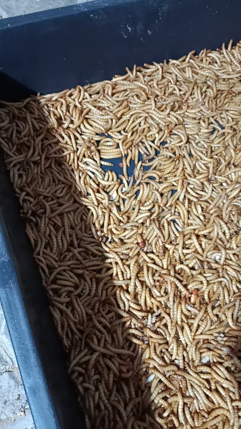 黄粉虫