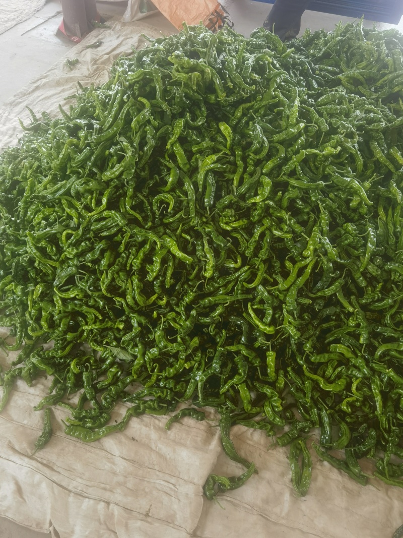 【精品】山西应县龙椒螺丝椒基地直发品质保证价格特惠