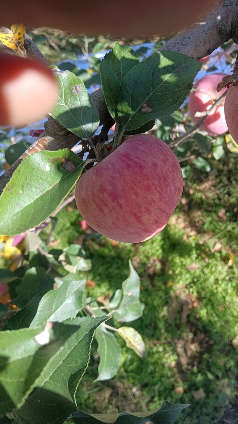 甘肃红富士苹果