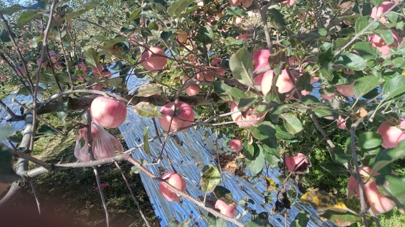 甘肃红富士苹果